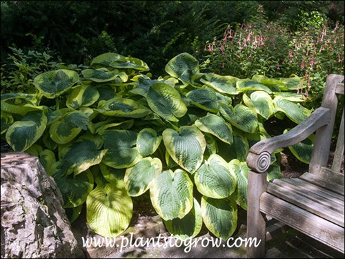 I love how the large Hosta is nestled between the large rock and bench, in this shaded garden.